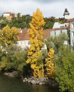 Clock tower on right, old castle grounds on left, tree with yellow leaves in foreground