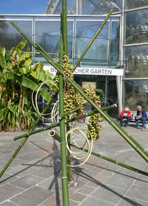 Green fruits on a bamboo frame