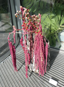 Plant with red fruit at top and red flowers hanging down on all sides