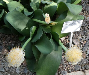 White puffy ball-shaped flowers with yellow at the tip of each segment
