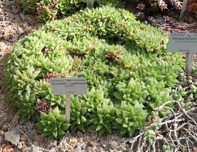 A green succulent with leaves in the form of a rosette