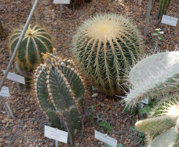 Three different types of barrel cactus. At right, an open cactus leaf