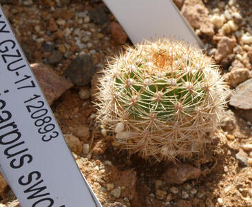 Very small cactus covered in spines, green inside