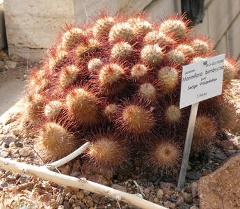 Clump of cacti with red spines