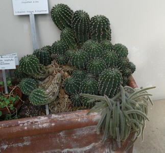Clump of 18 or so barrel cacti. At right, a cactus plant with long, prickly-looking leaves