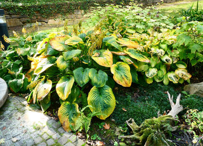 Plant with large yellow and green leaves