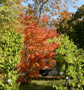 Three trees. The center one’s leaves have turned orange, the ones on the sides still have green leaves.