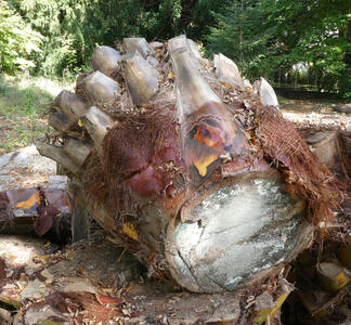 Closeup of tree stump