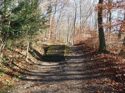 mossy stairs in wooded area. To left, green trees; to right, trees with reddish-gold autumn leaves