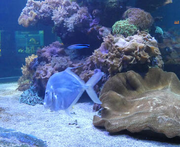 Blue fish in aquarium