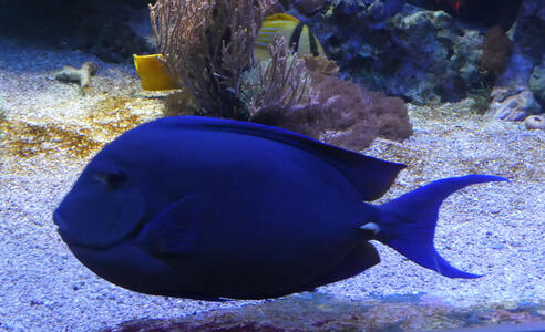 Dark blue tropical fish
