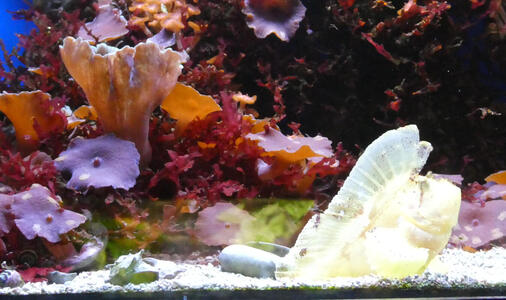 Rock fish among coral