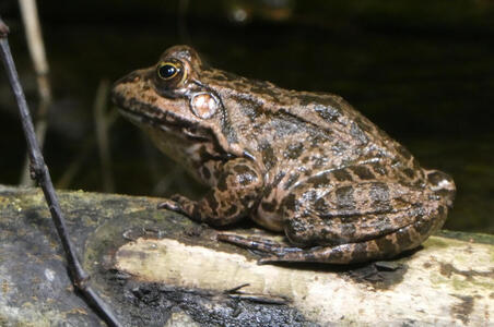 Brown frog with black spots sitting on tree branch; side view