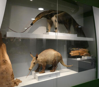 Two taxidermied anteaters; one with a thin tapered nose, one with more normal features
