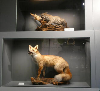 Taxidermied tree ocelot and red fox