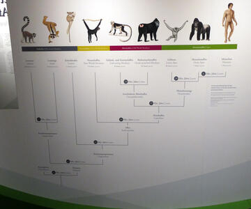 Chart showing various primates with a correct tree structured chart
