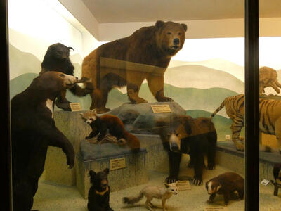 Taxidermied animals including bear, badger, red panda