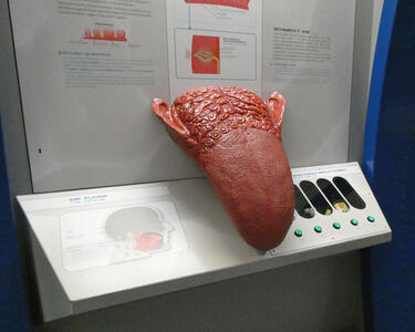 Large model of tongue with information about sense of taste