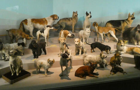 Display showing many different breeds of dogs