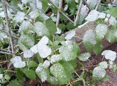 Green leaves with frost on them