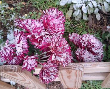 Magenta colored flowers topped with frost
