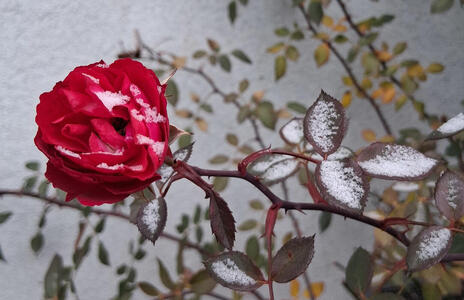 Rose with a very small amount of frost on top of it