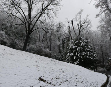 At left, tree; at right, an evergreen with snow on branches. In foreground, a hill with light snow covering.