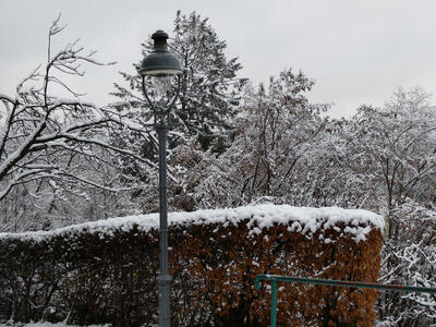 Streetlamp in front of a hedge. At left, a tree with snow-covered branches.