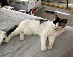 calico cat