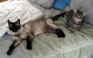 siamese and tabby cats