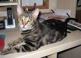 tabby cat