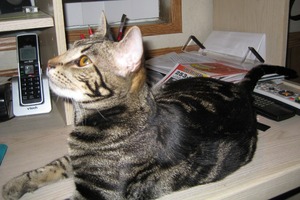 tabby cat looking up and away from camera