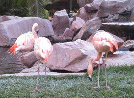 pink flamingos