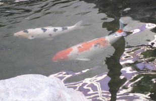 orange carp