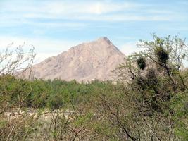 Desert plants in foreground; large mountain in background.