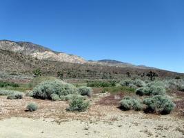 Desert landscape with brush in foreground