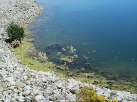 close-up of edge of lake with green stuff floating in water