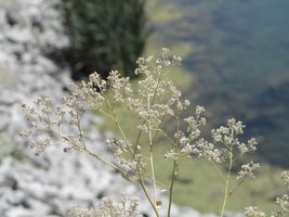 delicate white plant in foreground; background blurred