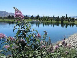 purple plant in foreground; lake and evergreens in background
