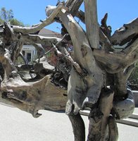closeup of horse
