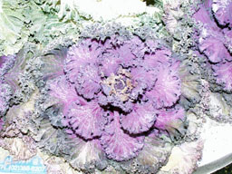 Flower closeup (1) 
