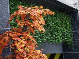 Plant display 