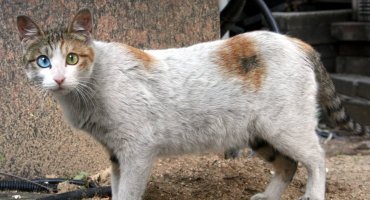 Strikingly exotic young cat