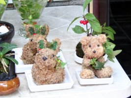 The Korean equivalent of Chia Pets(TM)