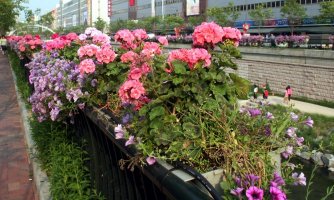Flowers on bridge