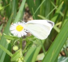 Moth on flower