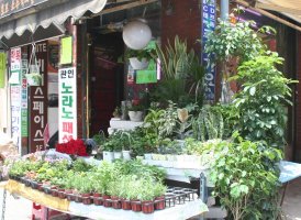 Plant store