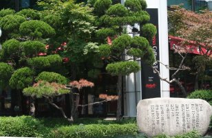 Peaceful landscape arrangement