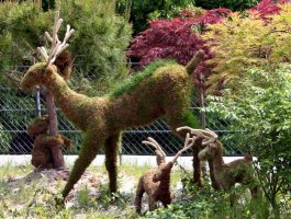 Mangy-looking, unutterably cute topiary at Seoul Tower