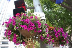 Planter on traffic light